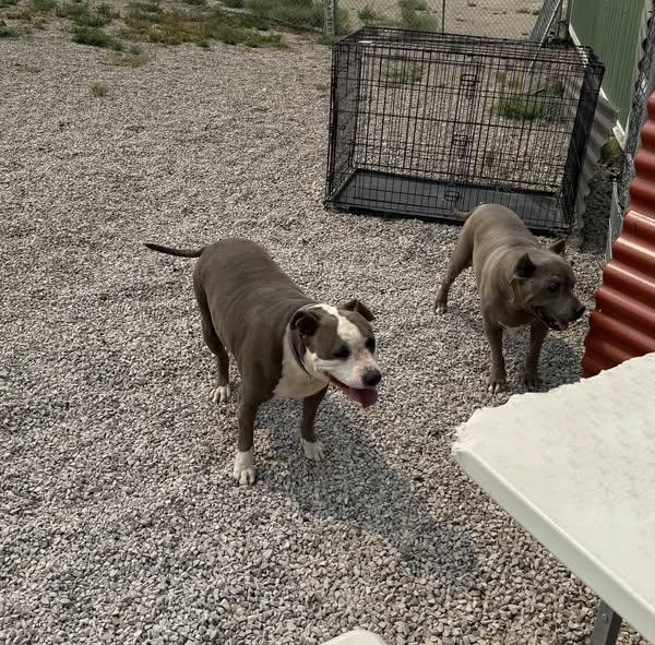 Rage and Chaos *Bonded Pair* Please Read, a Adoptable Pit Bull Terrier in Rawlins, WY image 2/4