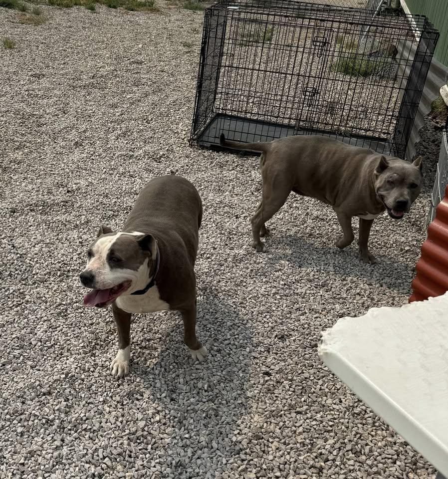 Rage and Chaos *Bonded Pair* Please Read, a Adoptable Pit Bull Terrier in Rawlins, WY image 3/4