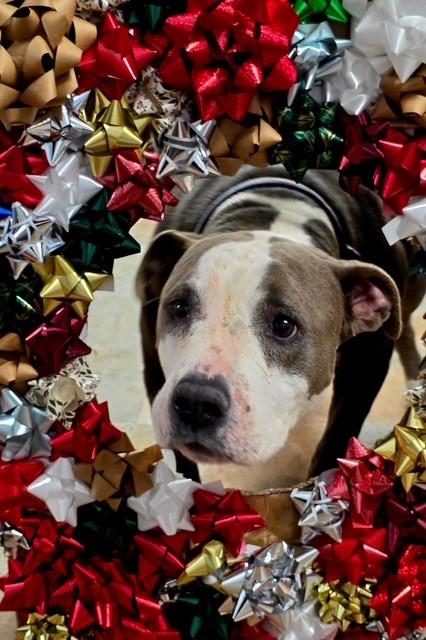 Rage and Chaos *Bonded Pair* Please Read, a Adoptable Pit Bull Terrier in Rawlins, WY image 4/4