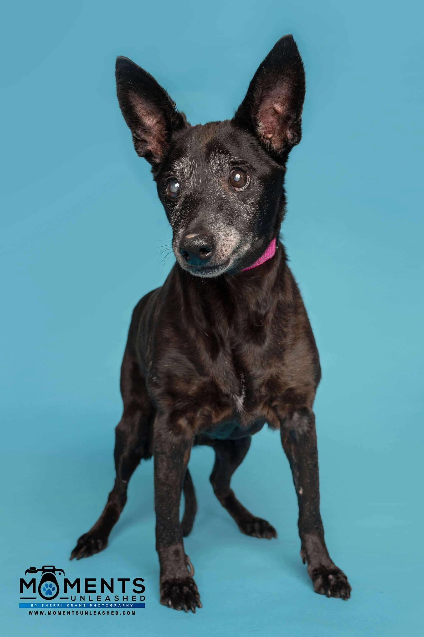 Noelle, a Adoptable mixed breed in Myakka City, FL image 2/3