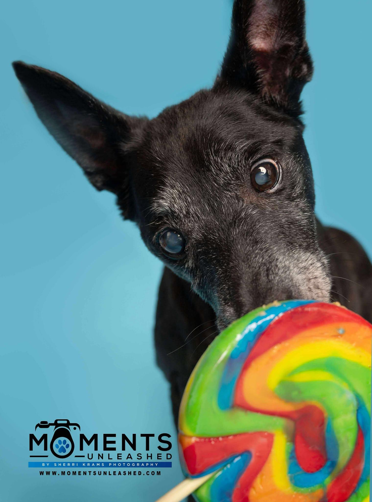 Noelle, a Adoptable mixed breed in Myakka City, FL image 3/3