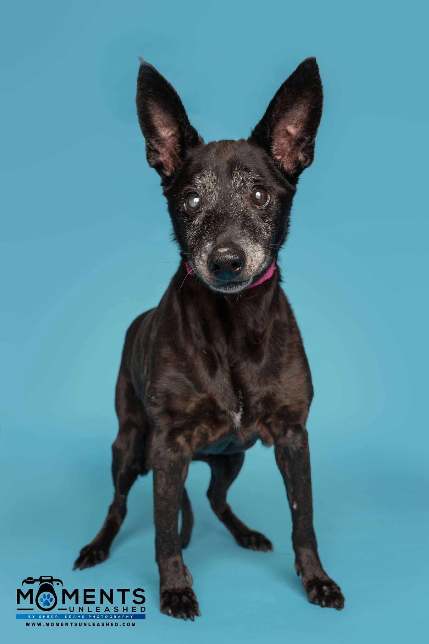 Noelle, a Adoptable mixed breed in Myakka City, FL image 1/3