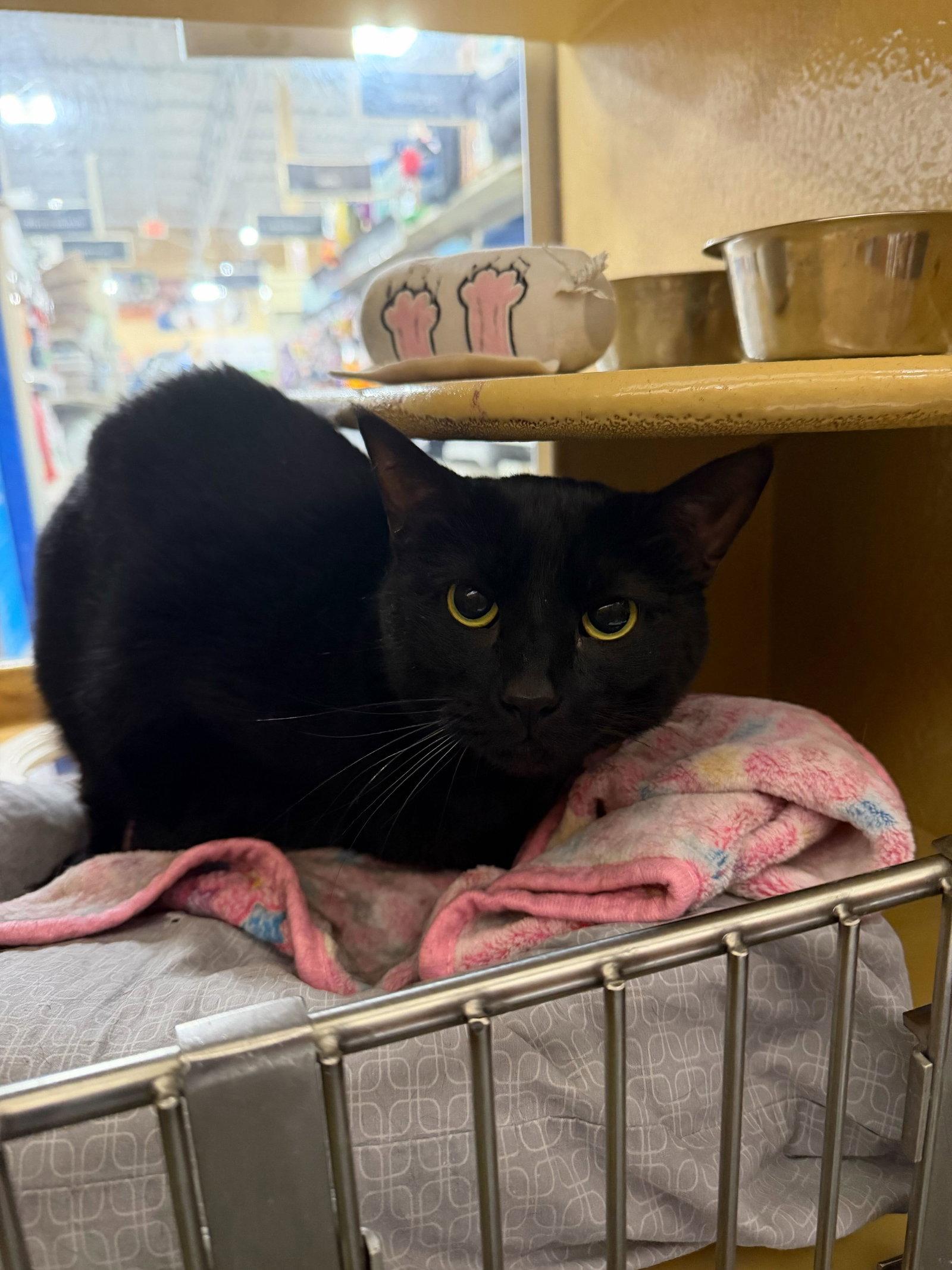 Wednesday, Adoptable, Adult Female Domestic Short Hair.