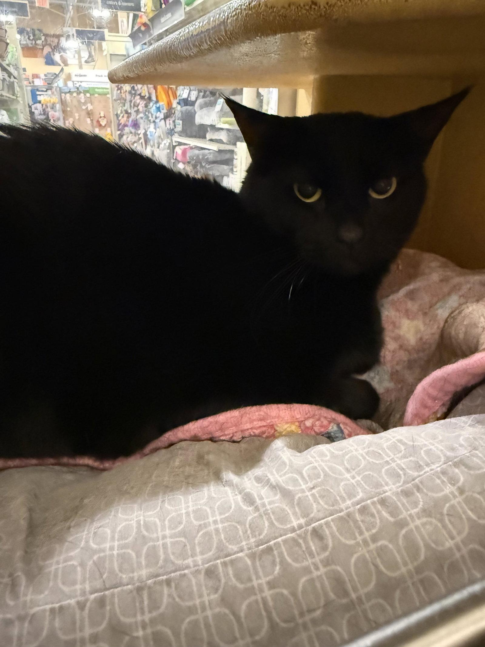 Enlarge Wednesday, a Adoptable Domestic Short Hair in Rowlett, TX image 2/3