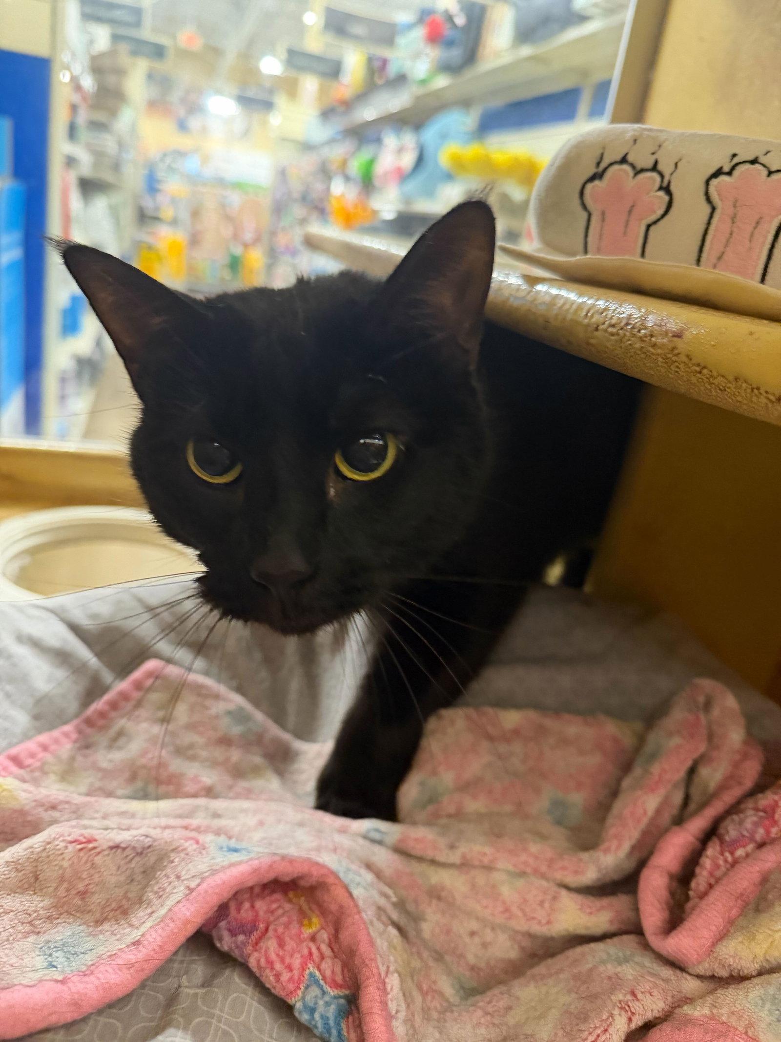 Enlarge Wednesday, a Adoptable Domestic Short Hair in Rowlett, TX image 3/3