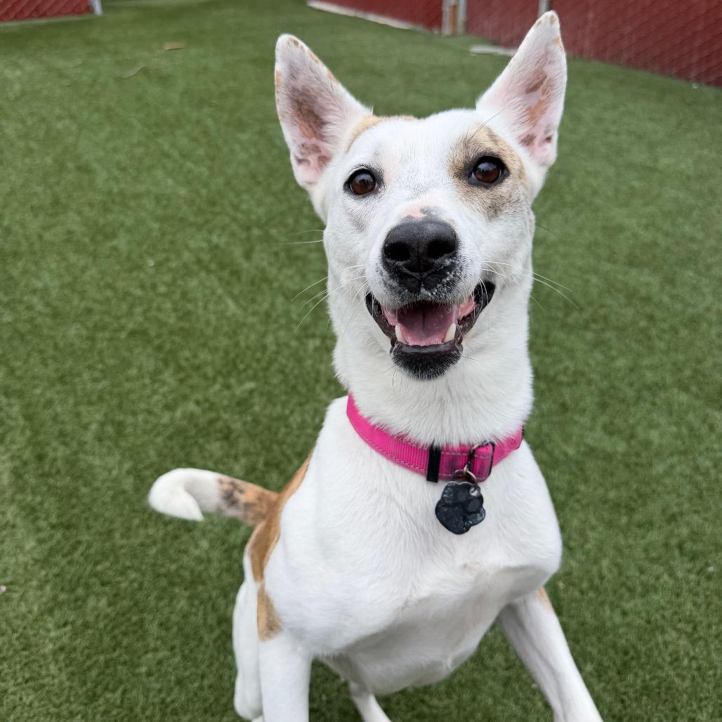 Enlarge Trixie, a Adoptable mixed breed in Buellton, CA image 1/6