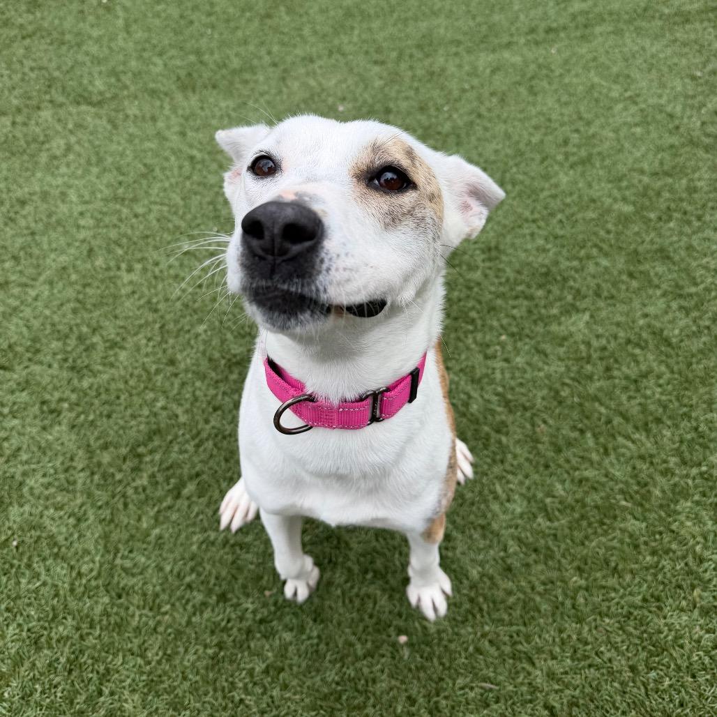 Enlarge Trixie, a Adoptable mixed breed in Buellton, CA image 2/6