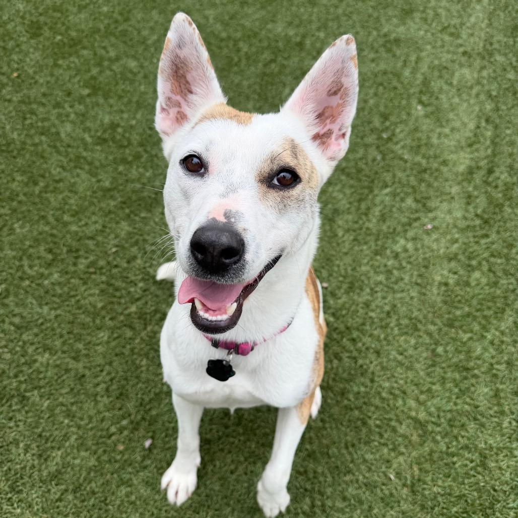 Enlarge Trixie, a Adoptable mixed breed in Buellton, CA image 3/6