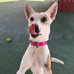 Enlarge Trixie, a Adoptable mixed breed in Buellton, CA image 4/6
