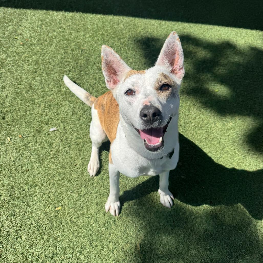 Enlarge Trixie, a Adoptable mixed breed in Buellton, CA image 5/6