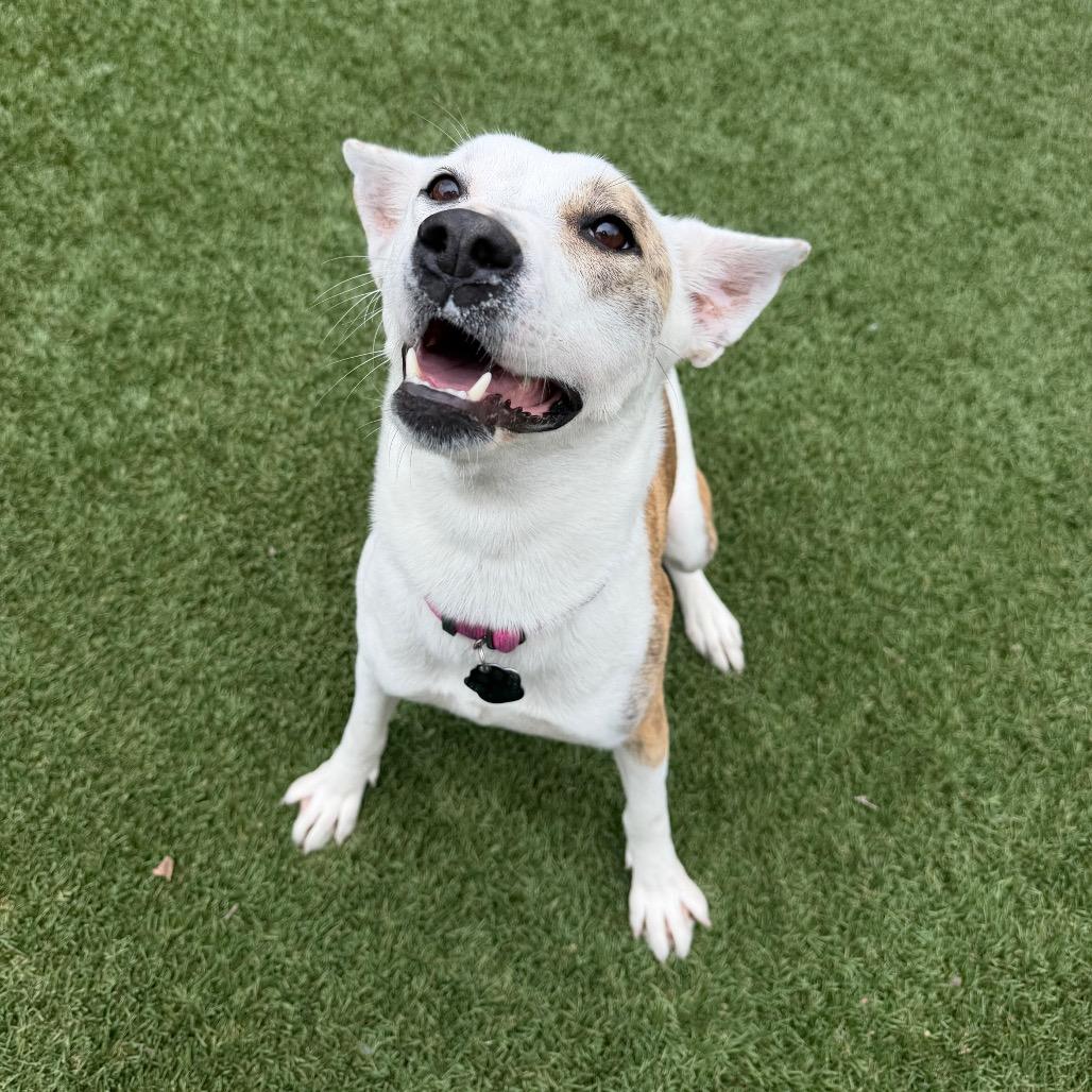 Enlarge Trixie, a Adoptable mixed breed in Buellton, CA image 6/6