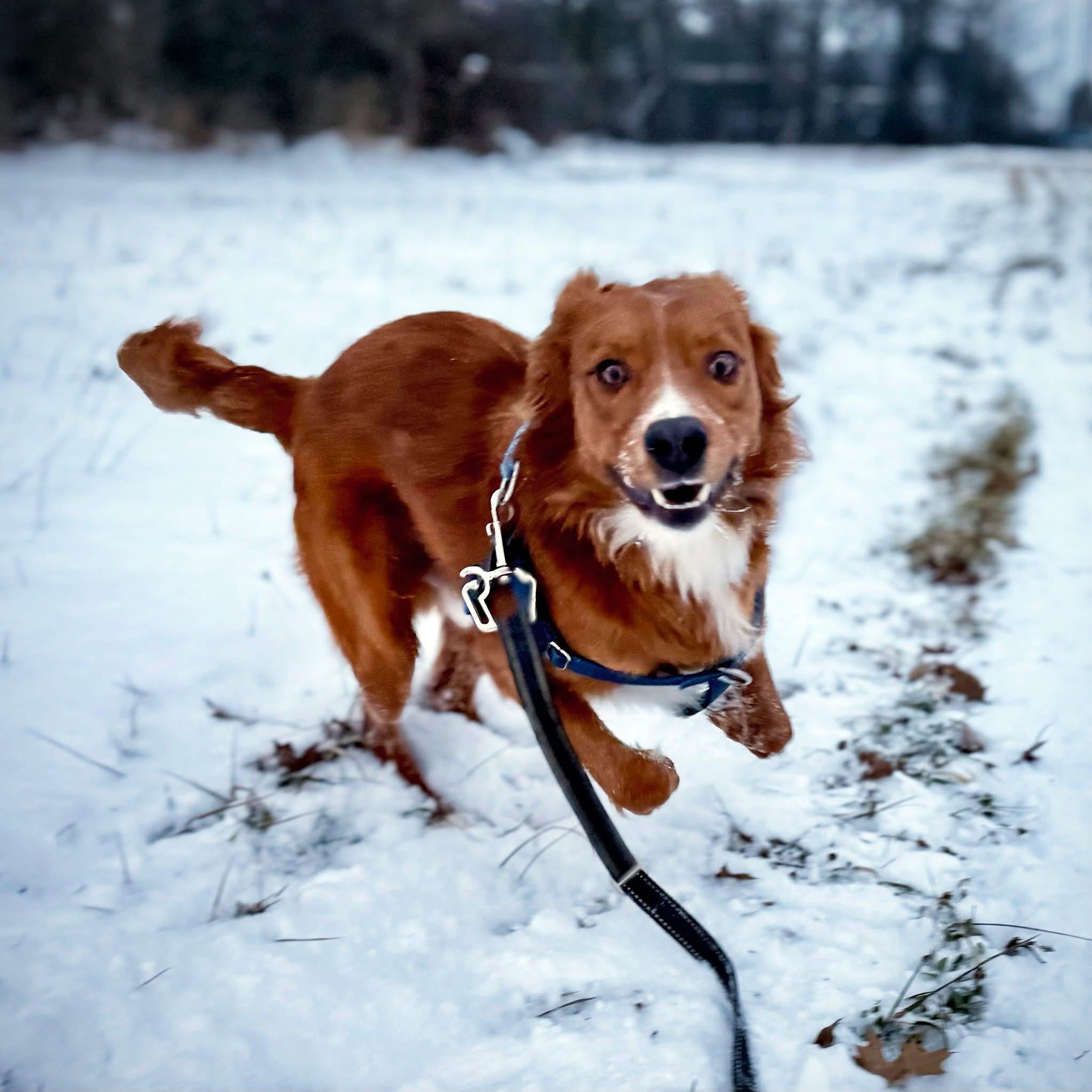Ryder, ADOPTABLE, Young Male Retriever.