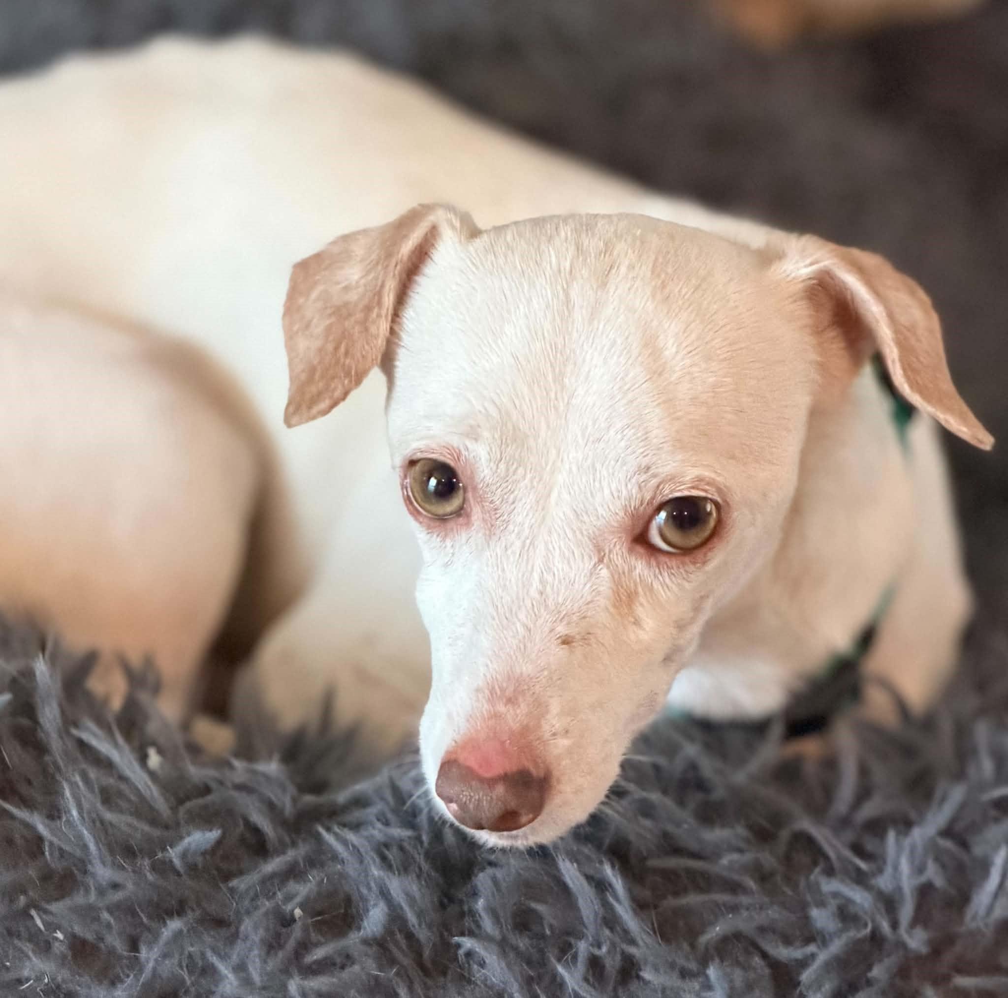 Enlarge Albus, a ADOPTABLE Chihuahua in Phoenix, AZ image 2/6