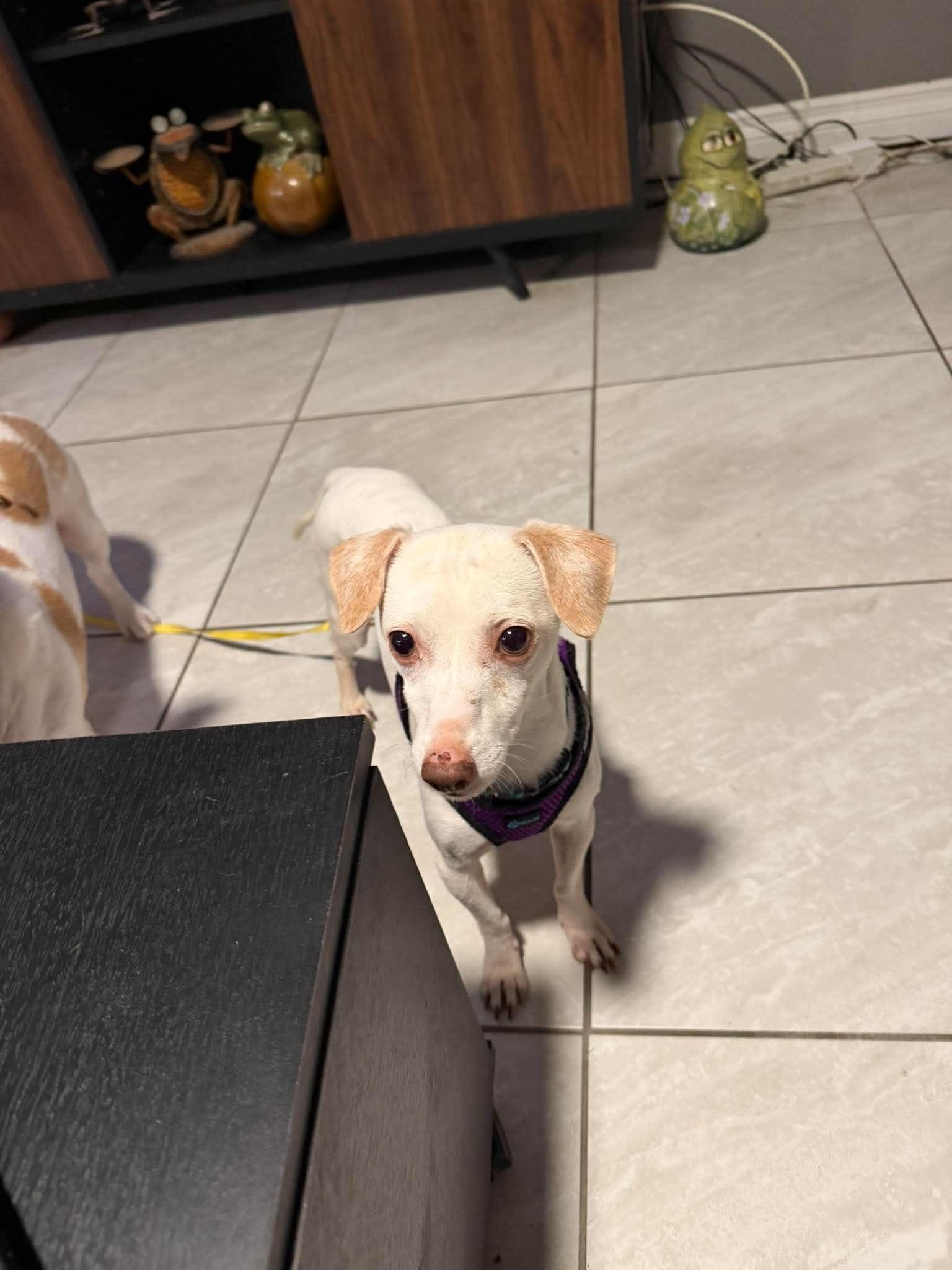 Albus, ADOPTABLE, Adult Male Chihuahua.