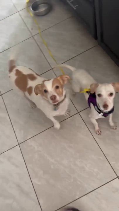 Enlarge Albus, a ADOPTABLE Chihuahua in Phoenix, AZ video 3/6