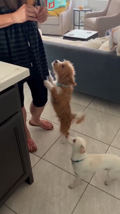 Enlarge Albus, a ADOPTABLE Chihuahua in Phoenix, AZ video 5/6