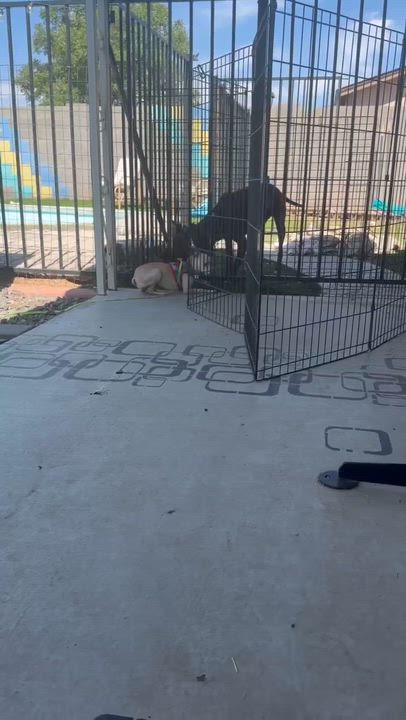 Enlarge Albus, a ADOPTABLE Chihuahua in Phoenix, AZ video 6/6