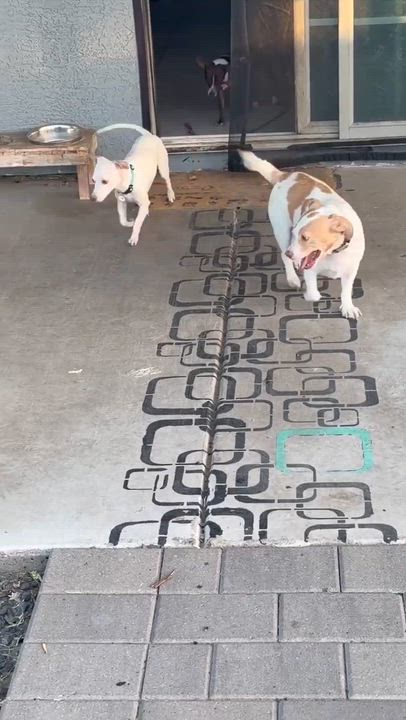 Enlarge Albus, a ADOPTABLE Chihuahua in Phoenix, AZ video 4/6