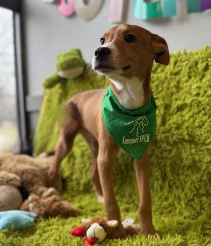 Enlarge Dingo, a Adoptable mixed breed in Midland, VA image 1/1