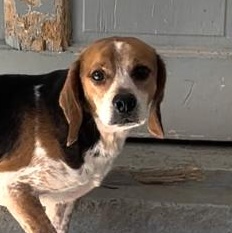 Enlarge Gerald, a Adoptable Beagle in Richmond, VA image 1/2
