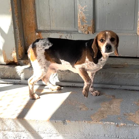 Enlarge Gerald, a Adoptable Beagle in Richmond, VA image 2/2