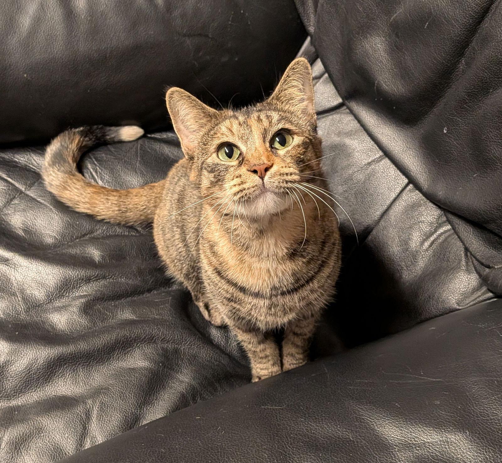 Tippy Hedrick, a Adoptable Domestic Short Hair in Kansas City, MO image 1/3