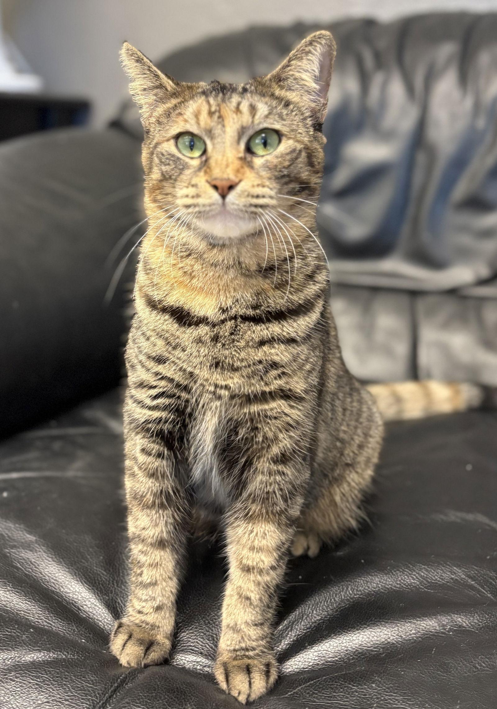 Tippy Hedrick, a Adoptable Domestic Short Hair in Kansas City, MO image 2/3