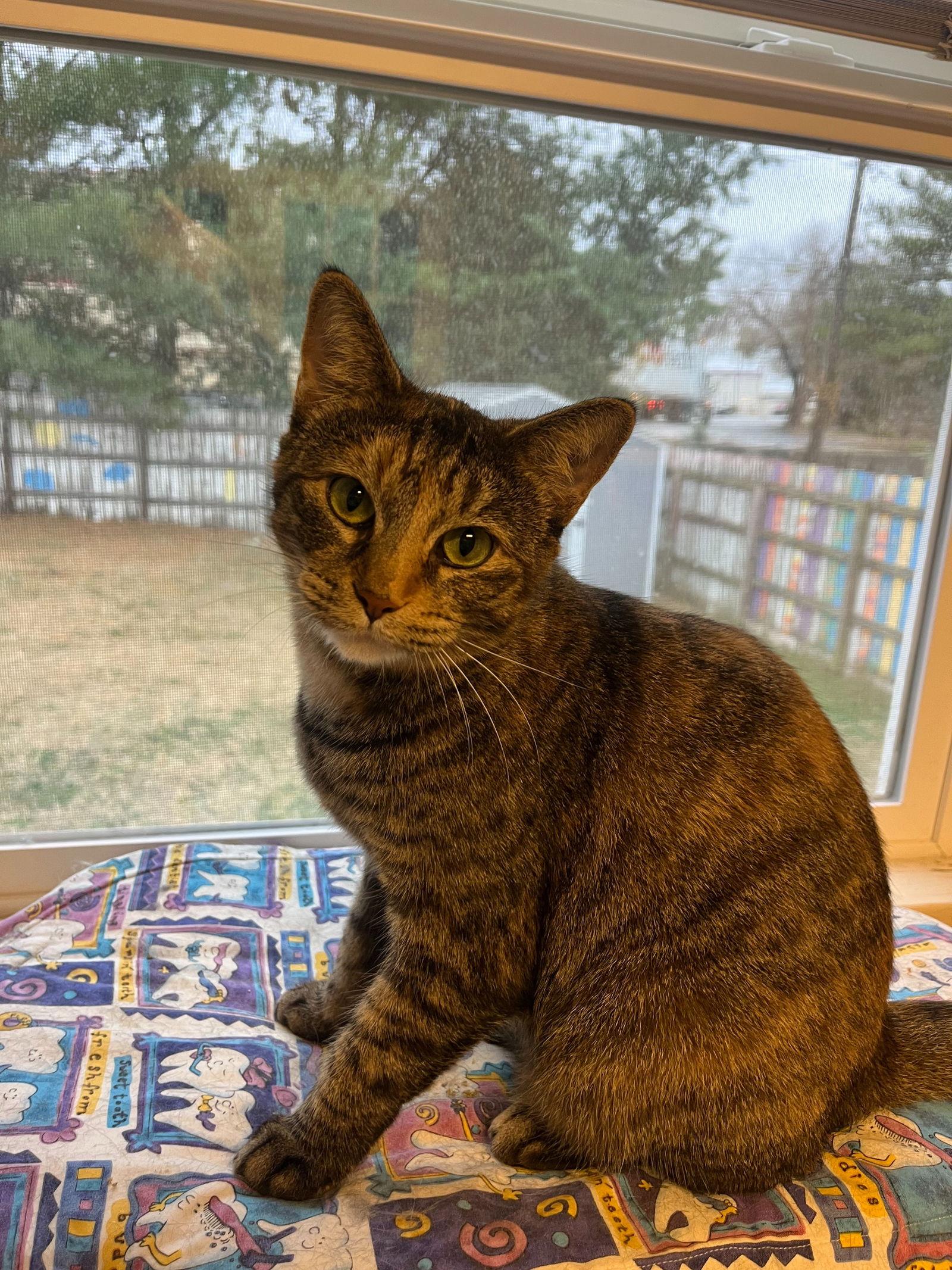 Tippy Hedrick, a Adoptable Domestic Short Hair in Kansas City, MO image 3/3