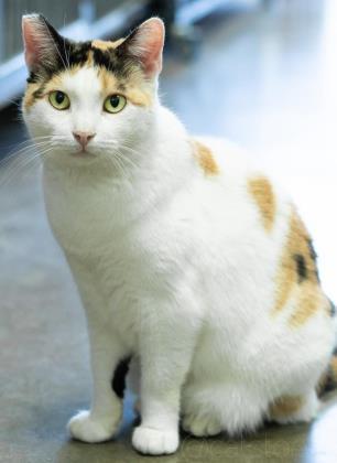 Enlarge Chrissy, a Adoptable mixed breed in Helendale, CA image 1/1