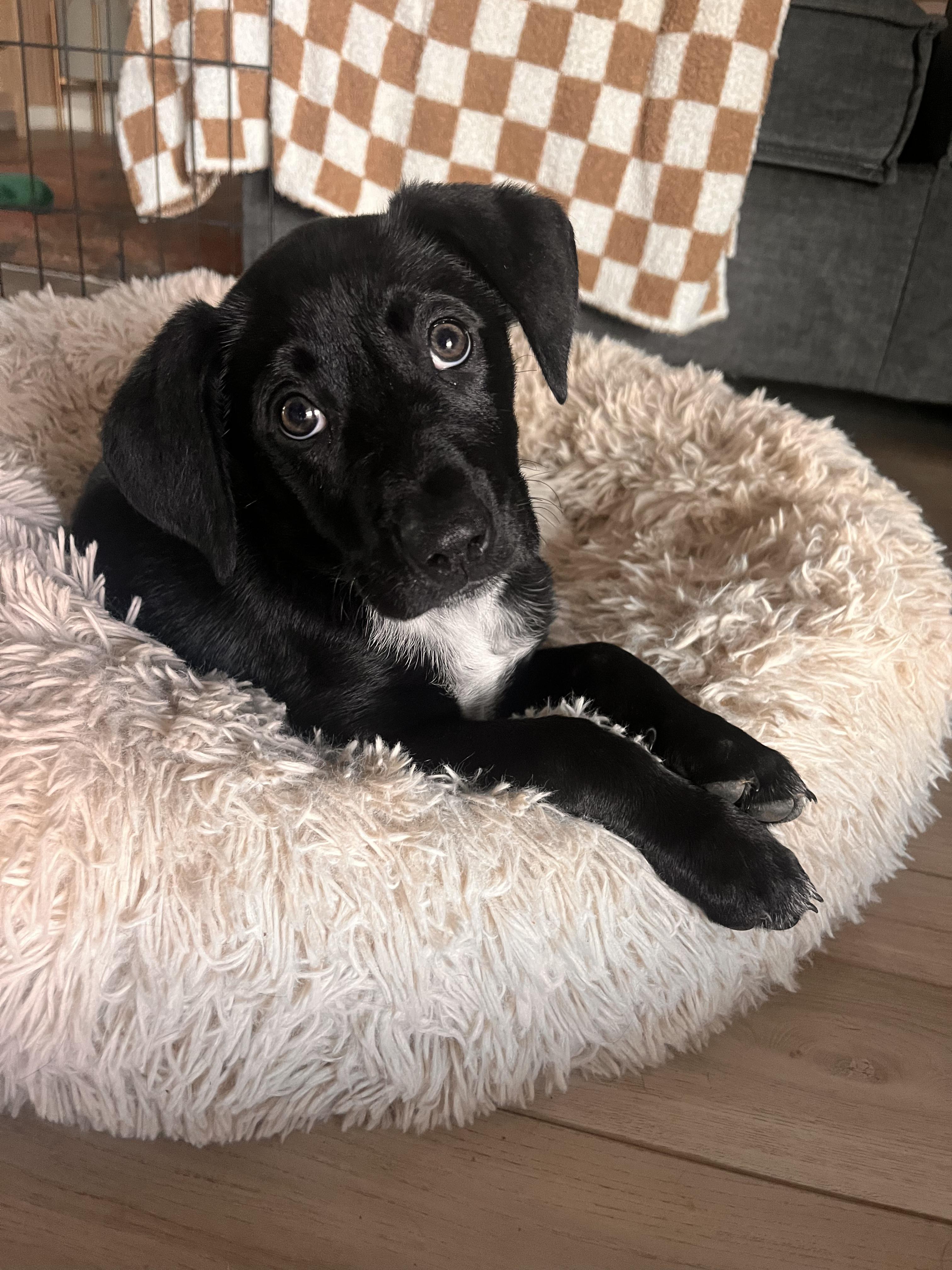 Nori , adoptable, Puppy Female Australian Shepherd & Labrador Retriever.