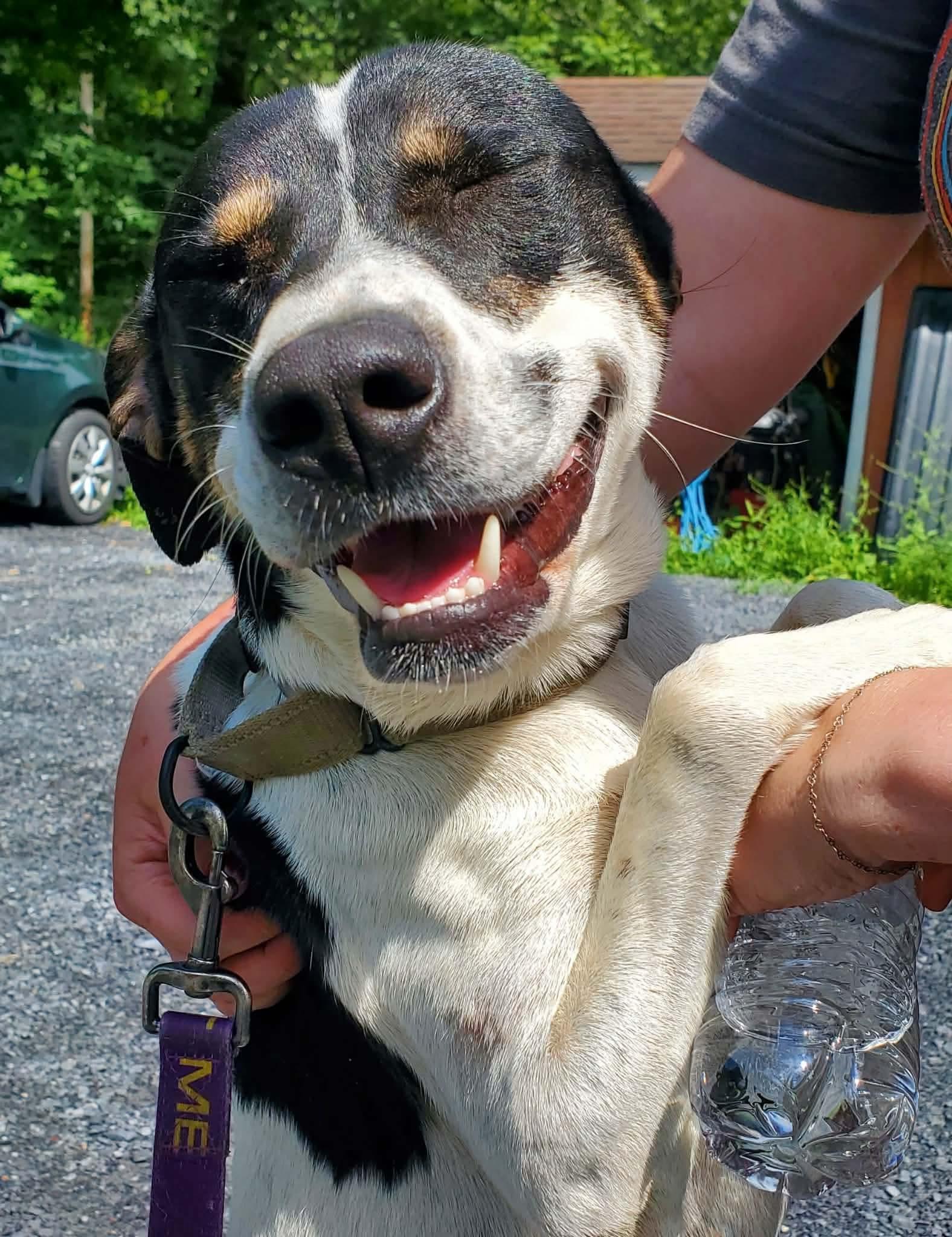 Enlarge Cleo, a Adoptable Mixed Breed in Argyle, NY image 5/6