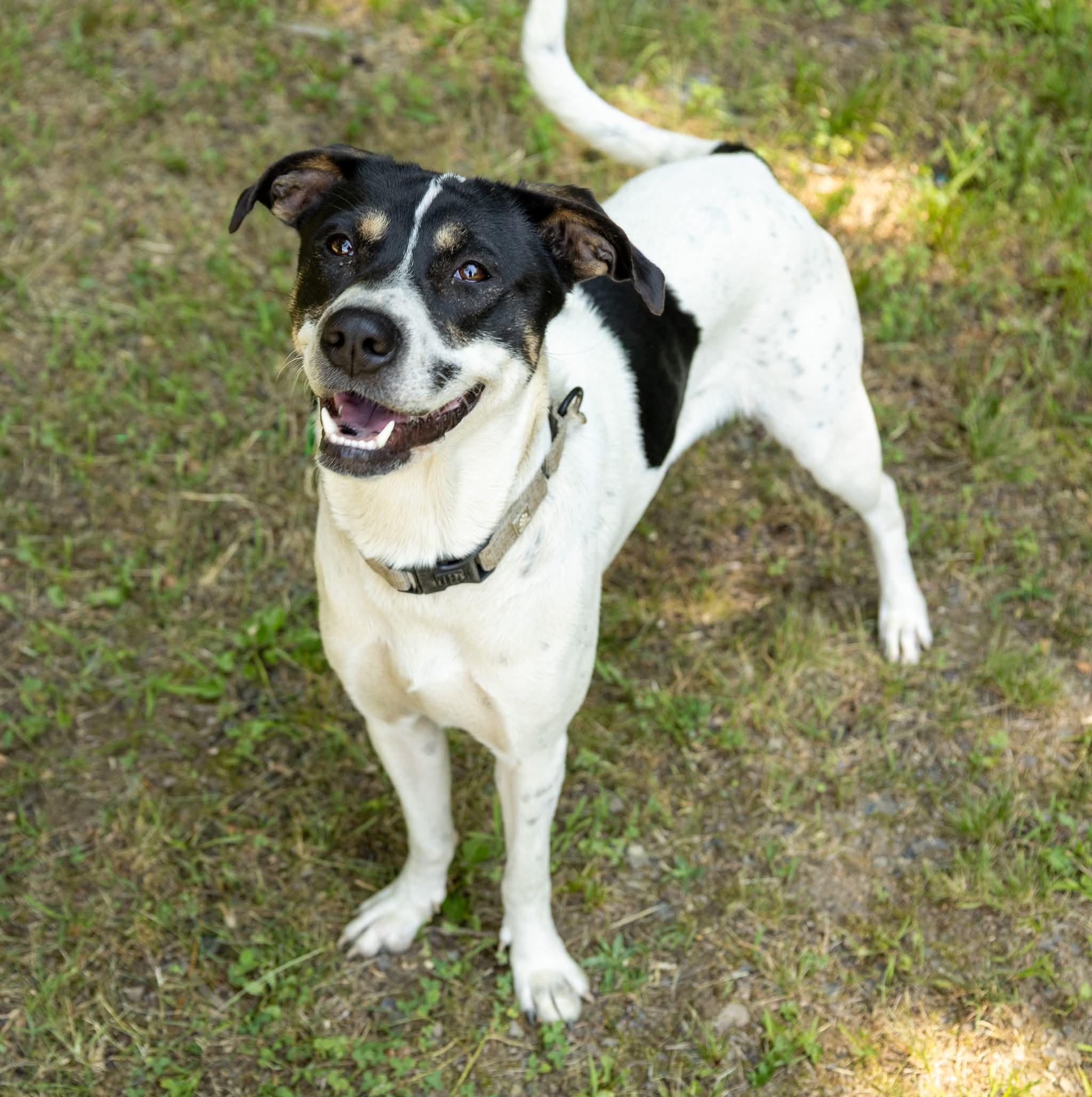 Cleo, Adoptable, Young Female Mixed Breed.