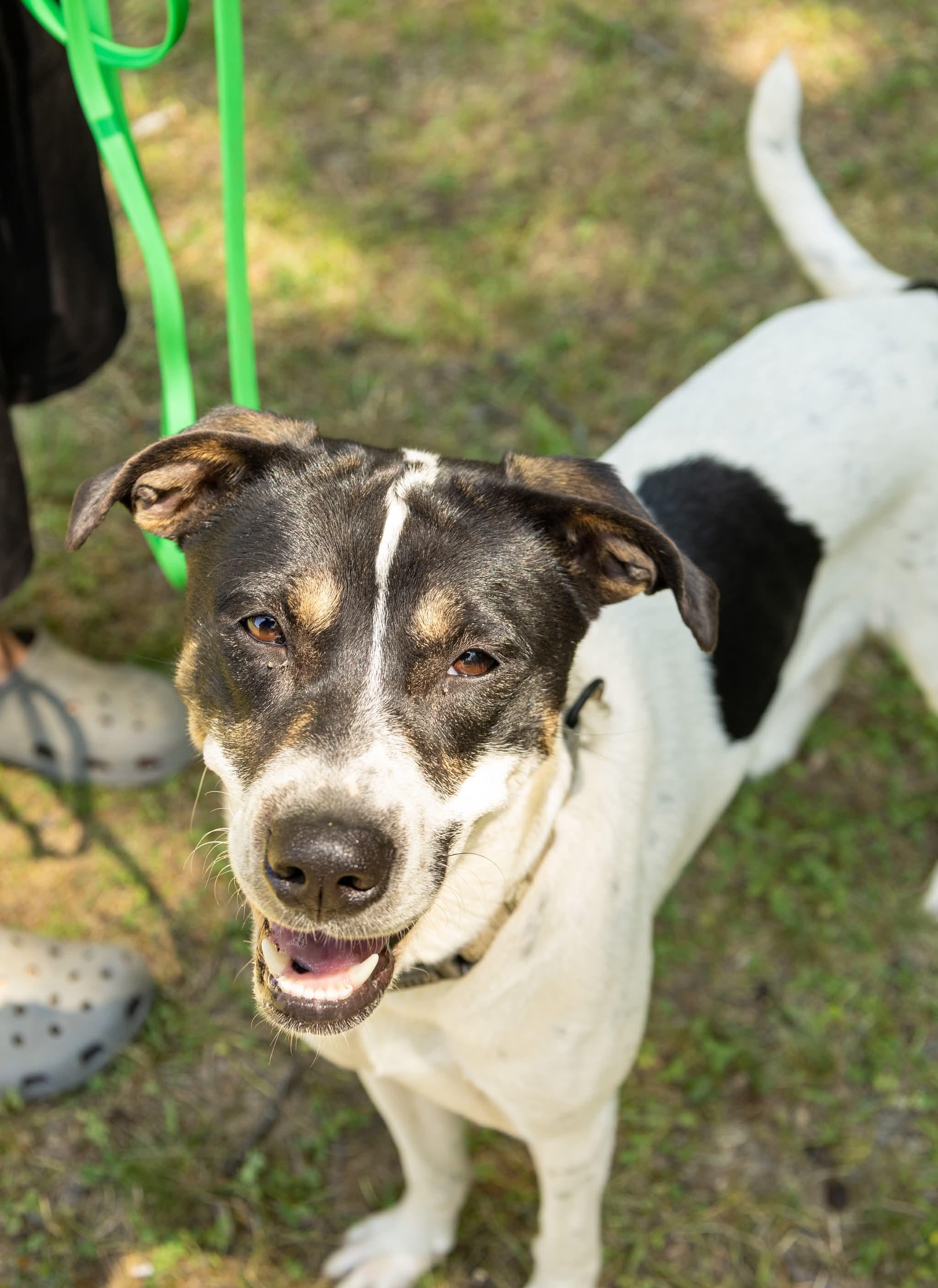 Enlarge Cleo, a Adoptable Mixed Breed in Argyle, NY image 6/6