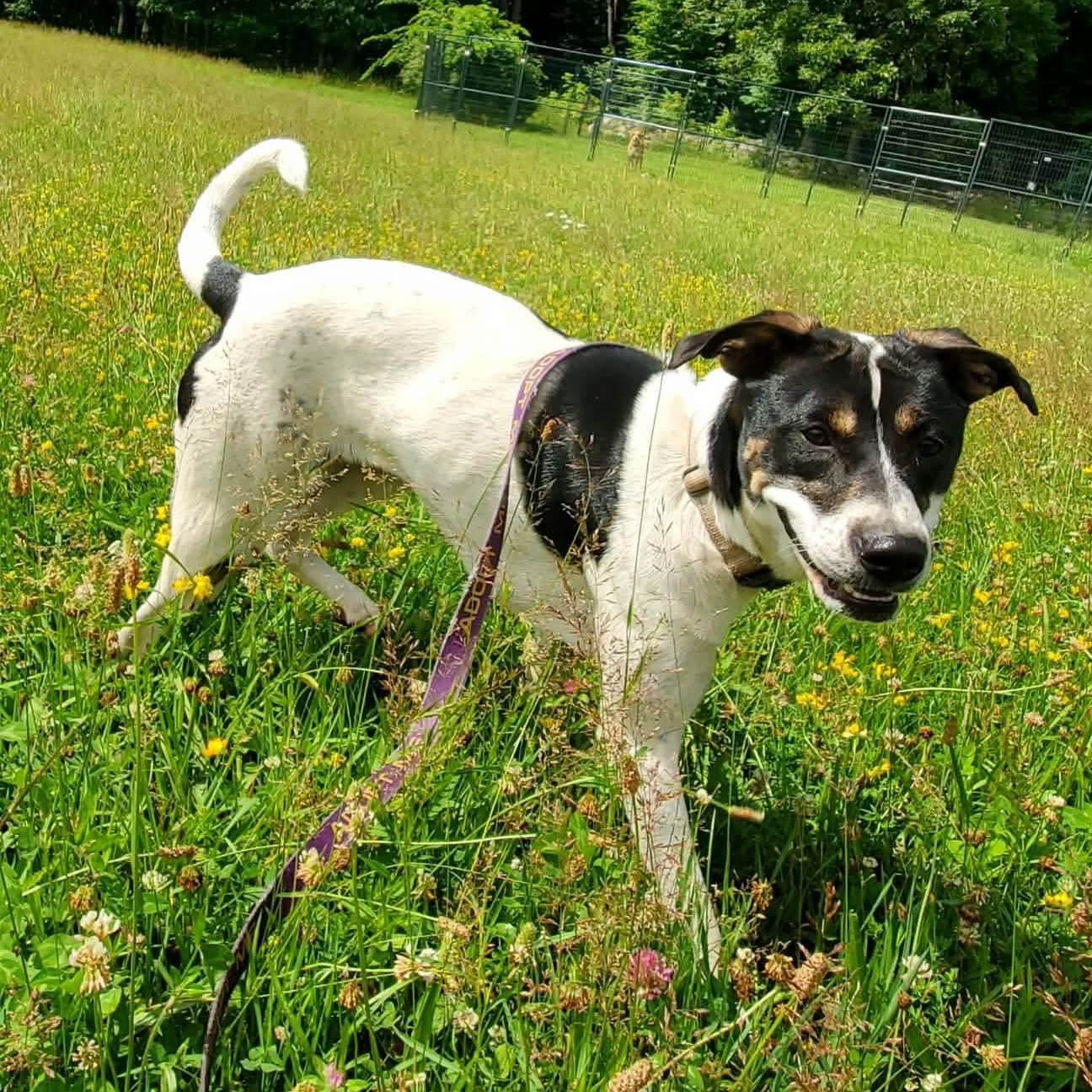 Enlarge Cleo, a Adoptable Mixed Breed in Argyle, NY image 2/6