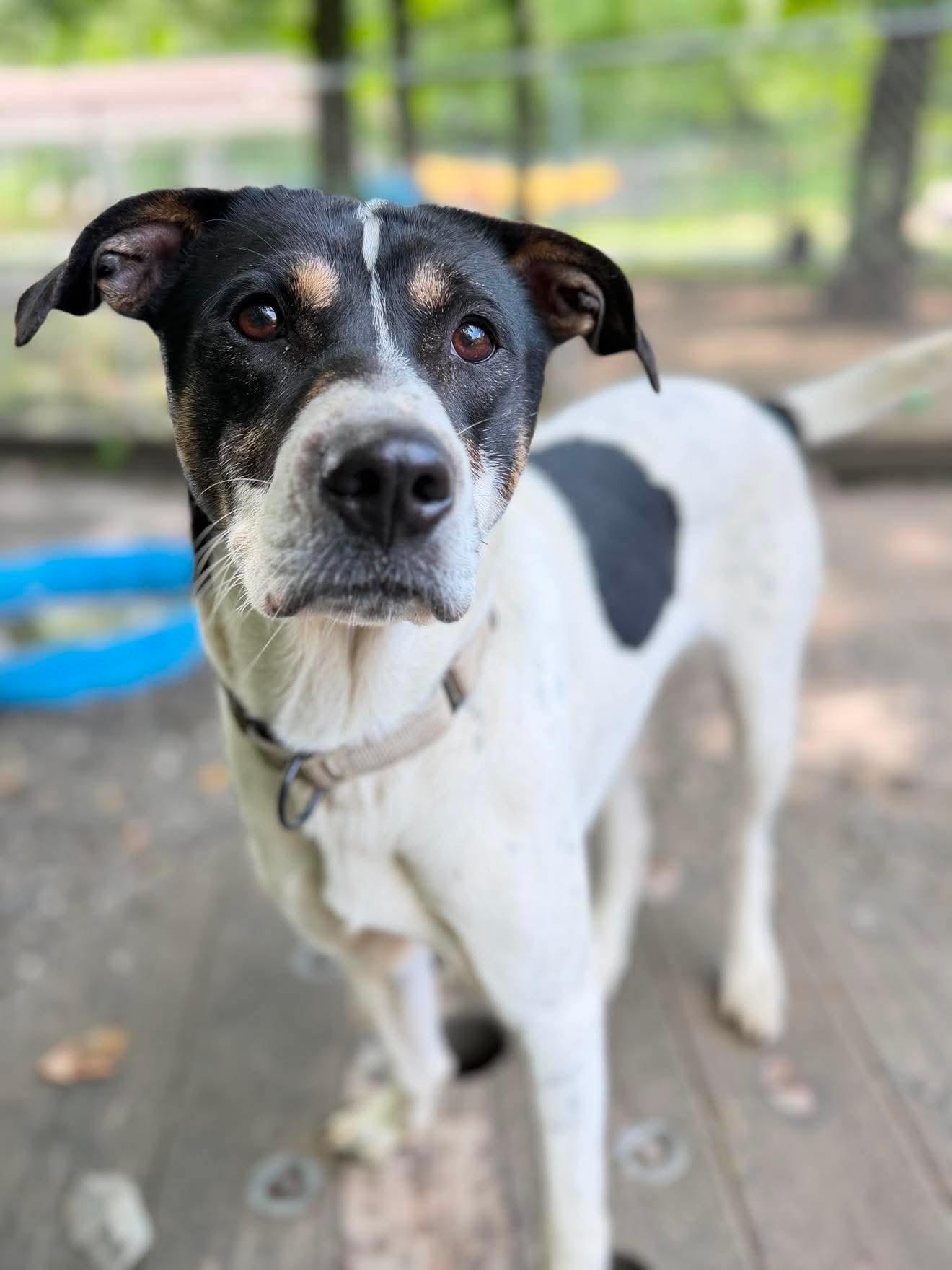 Cleo, a Adoptable Mixed Breed in Argyle, NY image 6/6