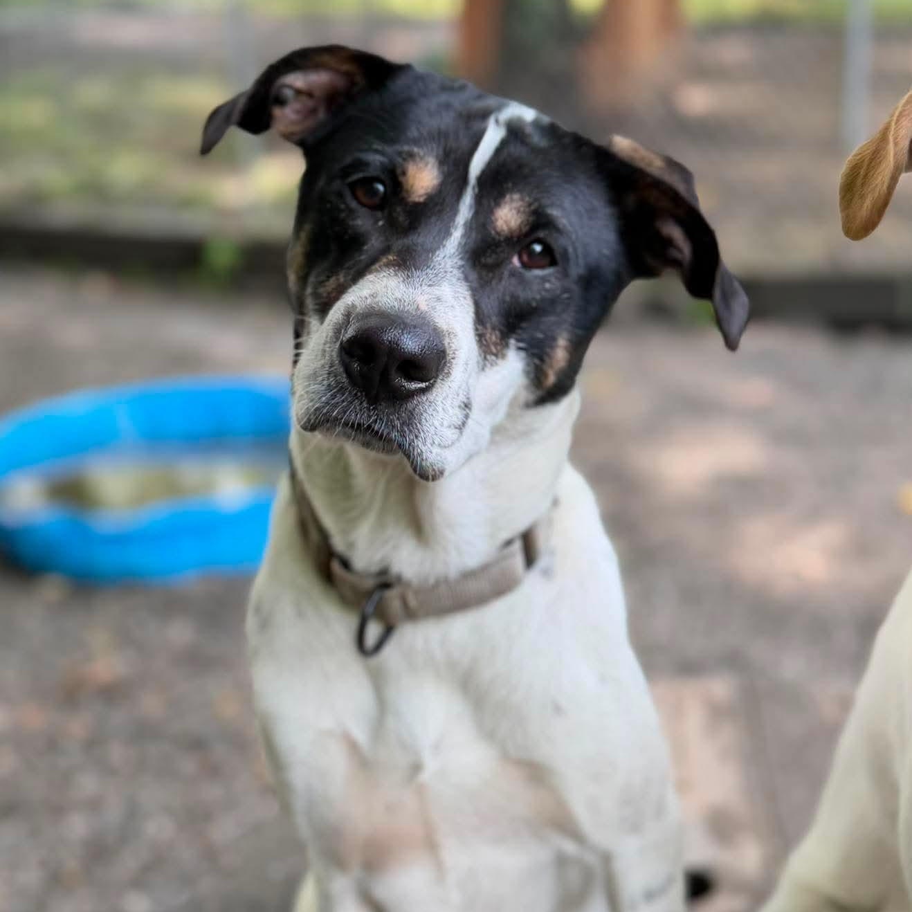 Cleo, a Adoptable Mixed Breed in Argyle, NY image 1/6
