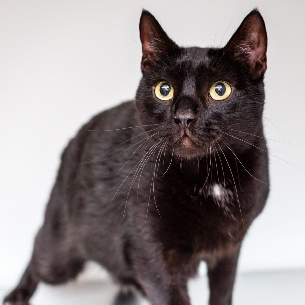 Enlarge Barry, a Adoptable mixed breed in Hattiesburg, MS image 1/1