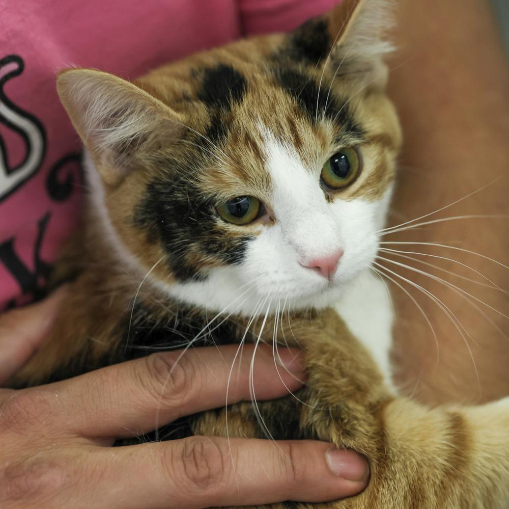 Enlarge **Cat Cafe** Viv, a Adoptable Domestic Short Hair in Topeka, KS image 2/2