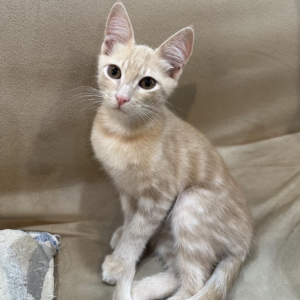 Barney Dyal-ZR, Adoptable, Kitten Male Domestic Short Hair.