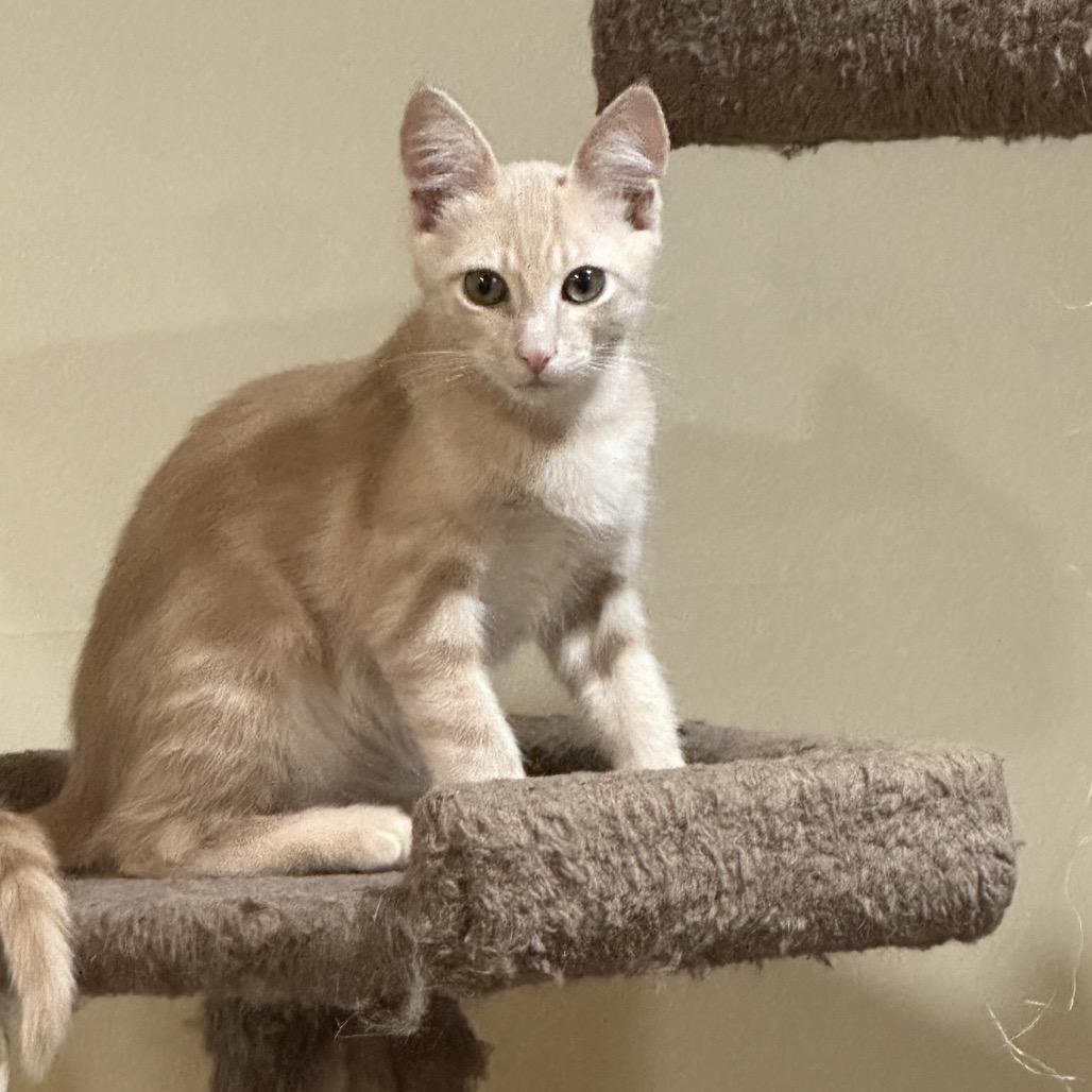 Enlarge Barney Dyal-ZR, a Adoptable Domestic Short Hair in Tallahassee, FL image 2/5