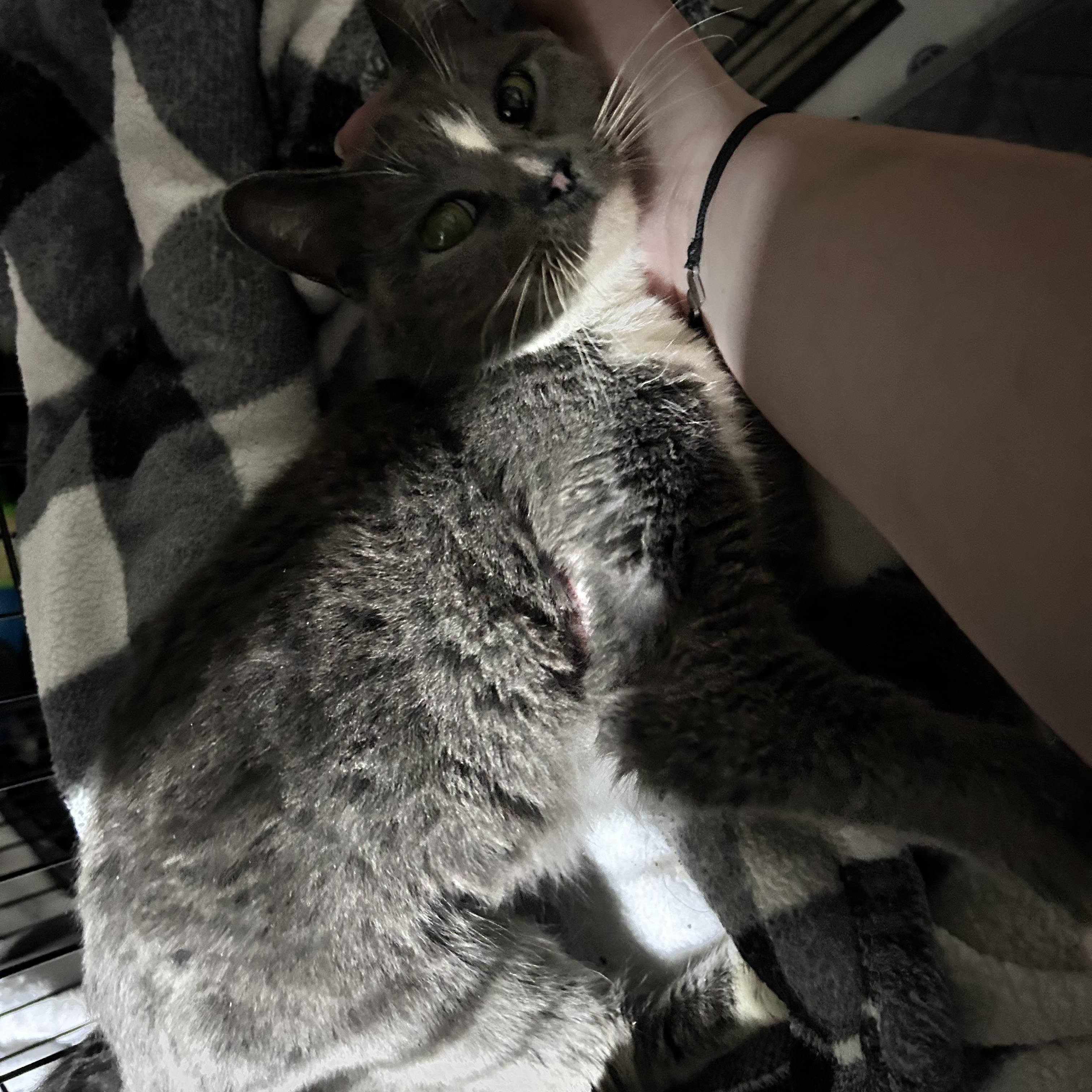 Rue, a ADOPTABLE Domestic Short Hair in Newborn, GA image 3/3