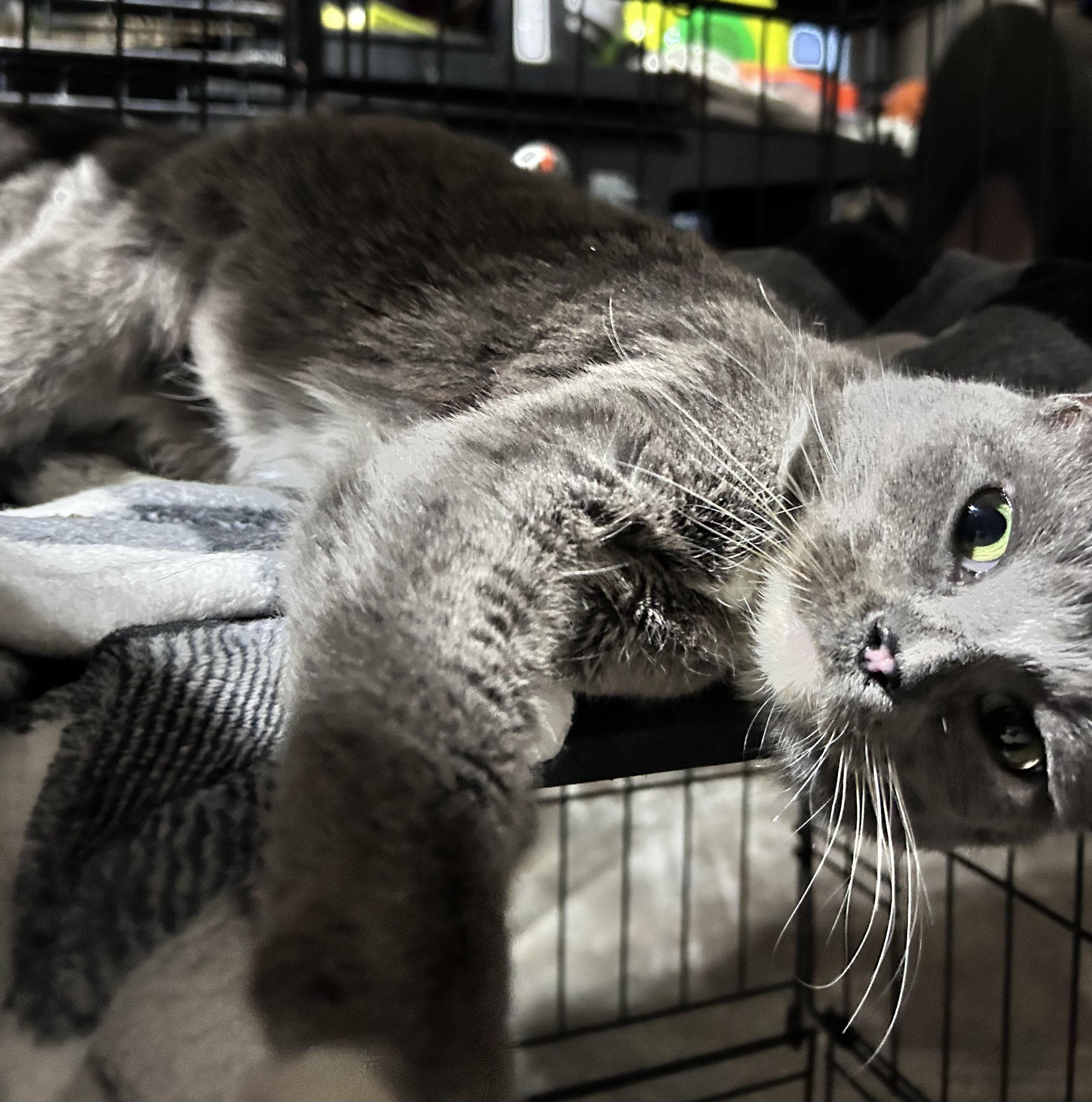 Rue, a ADOPTABLE Domestic Short Hair in Newborn, GA image 2/3