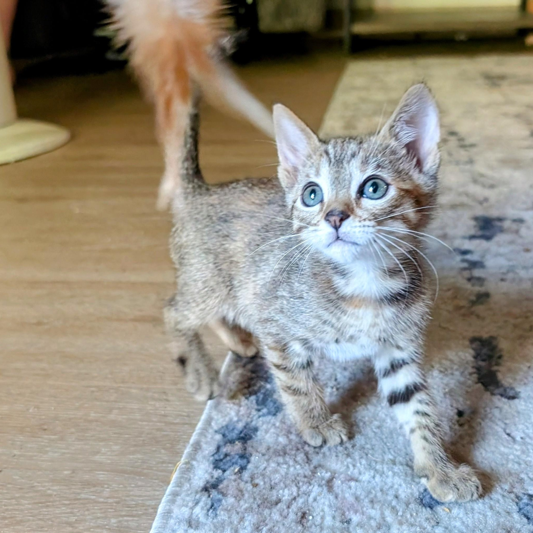 Lisa (female kitten) Domestic Short Hair Cat