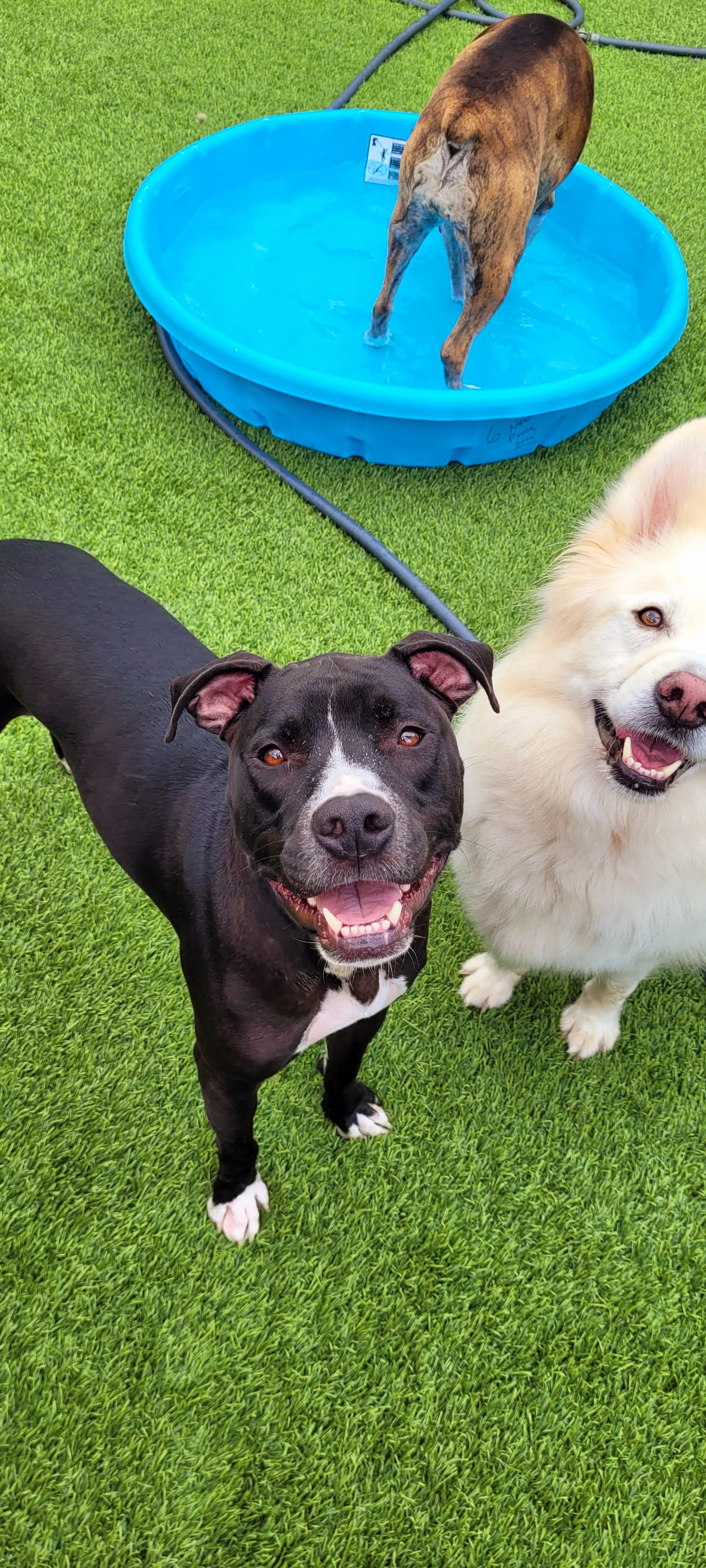 Enlarge Reggie, an adopted mixed breed in Mount Morris, MI image 4/5