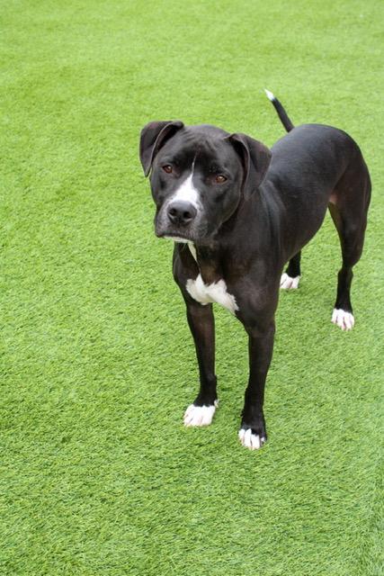 Enlarge Reggie, an adopted mixed breed in Mount Morris, MI image 1/5