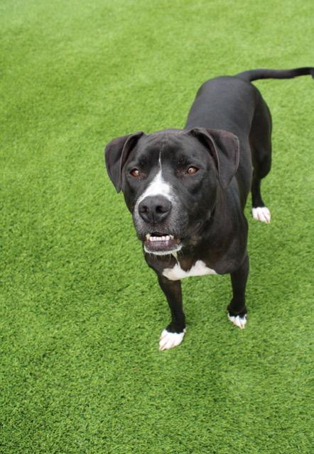 Enlarge Reggie, an adopted mixed breed in Mount Morris, MI image 5/5