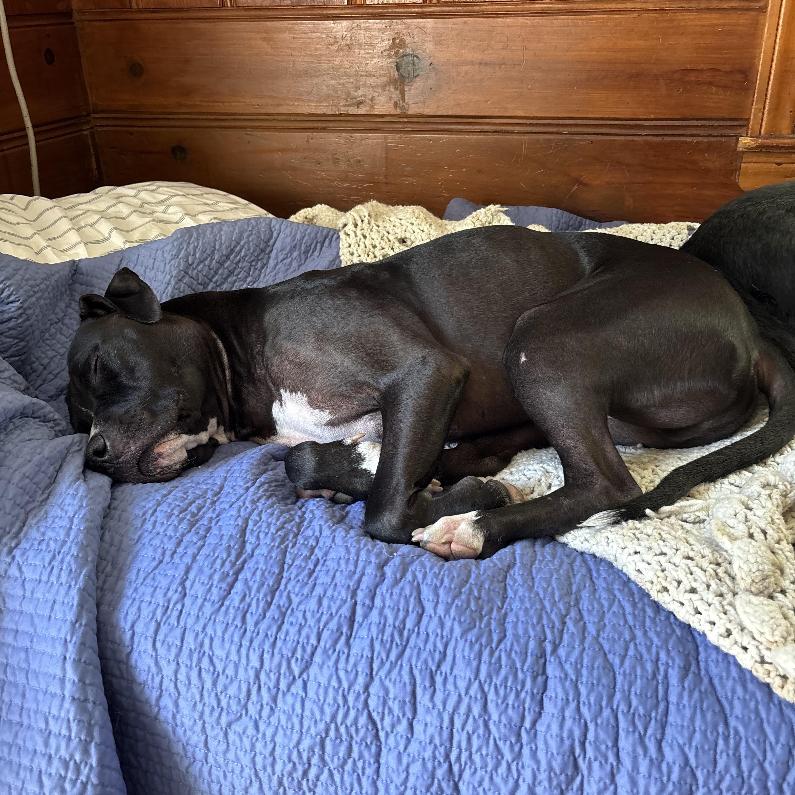 Enlarge Reggie, an adopted mixed breed in Mount Morris, MI image 2/5