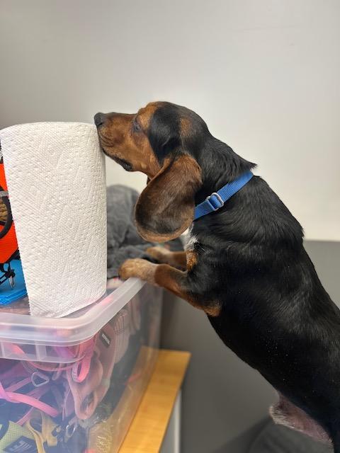 Cosmo, ADOPTABLE, Young Male Beagle.