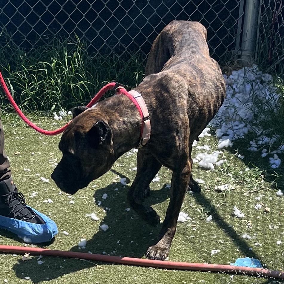 ShugAvery (fka Whippany), Adoptable, Adult Female Presa Canario.