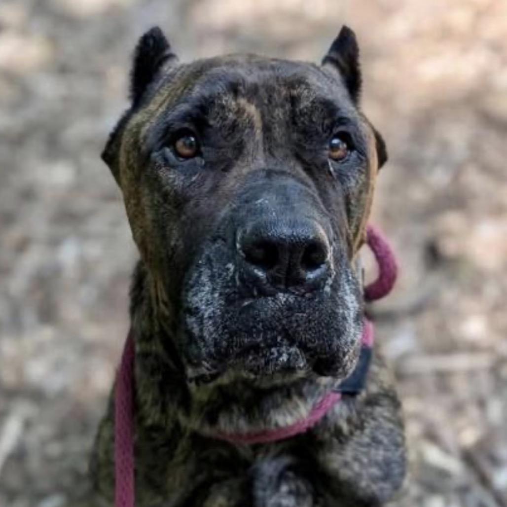 Enlarge ShugAvery (fka Whippany), a Adoptable Presa Canario in manchester, PA image 2/6